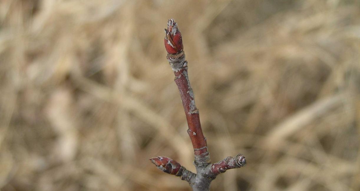 Tree bud