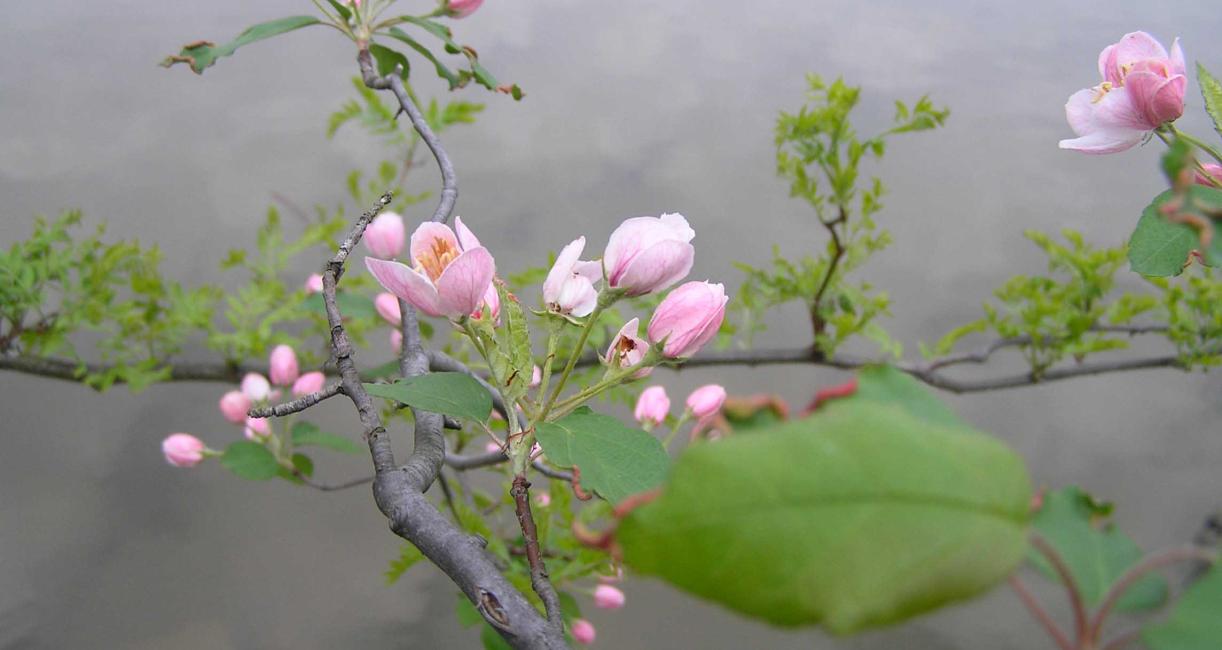 Tree flower