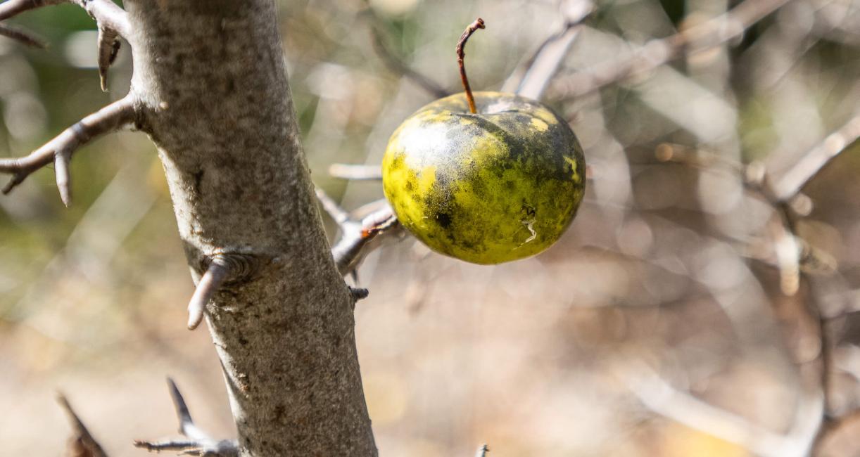 Tree fruit