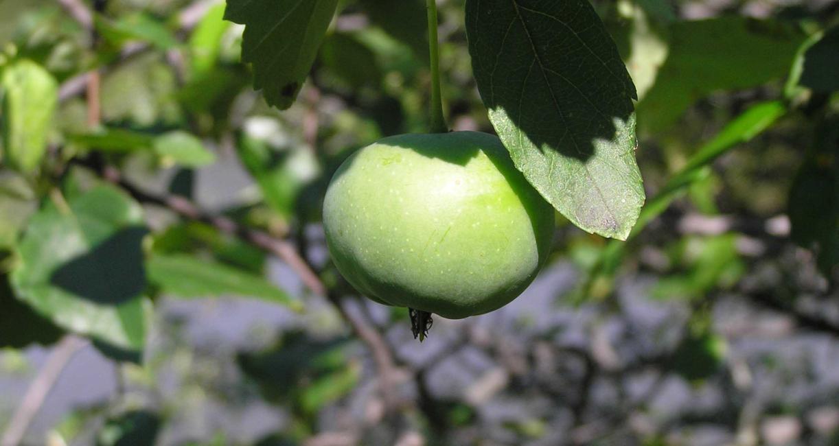 Tree fruit