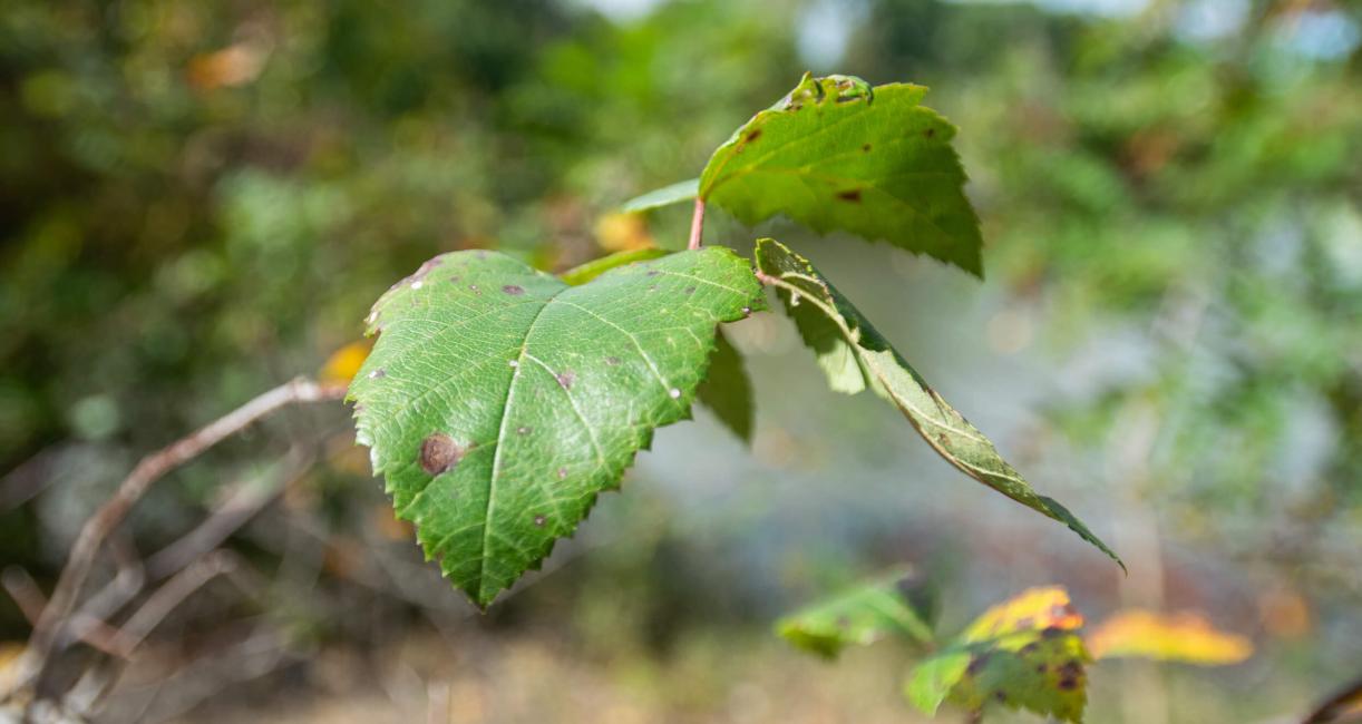 Tree leaves