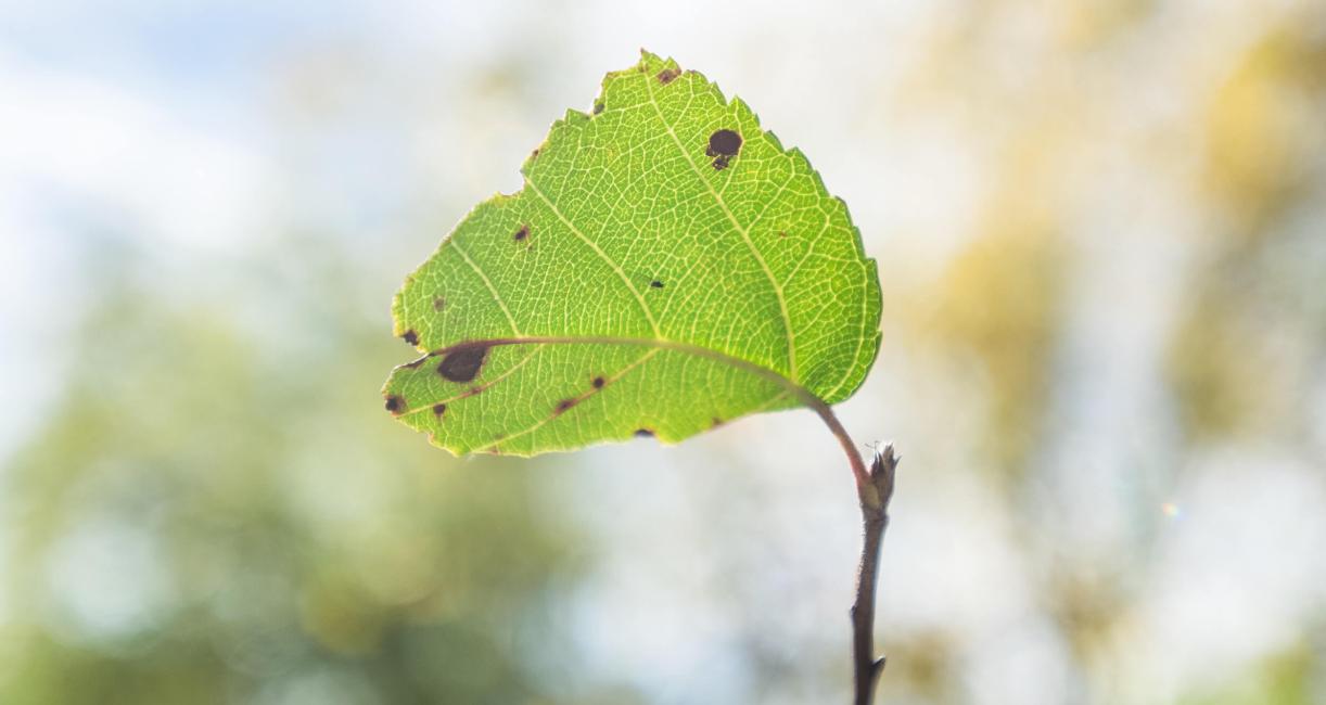 Tree leaves