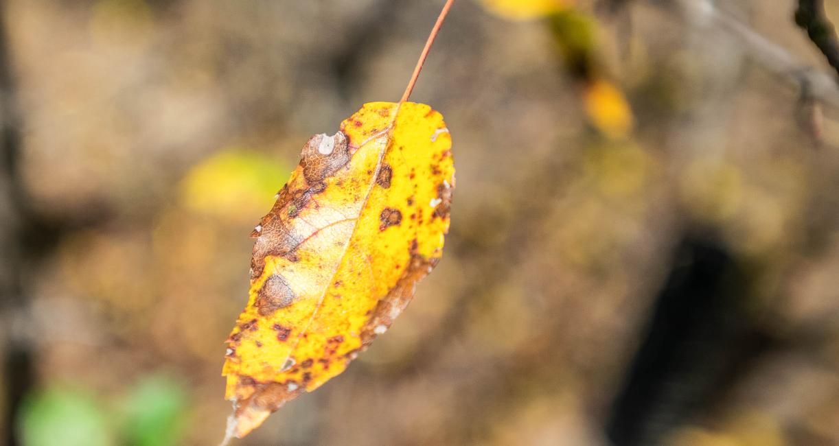 Tree leaves