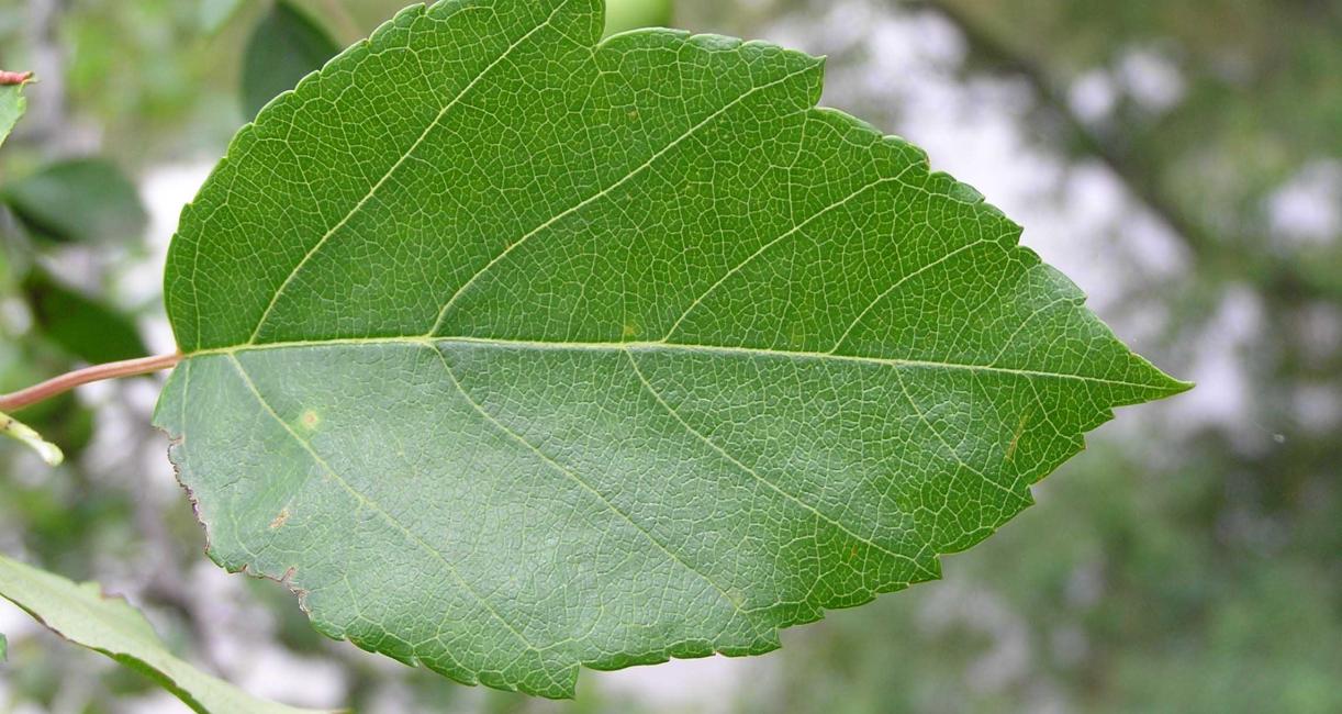 Tree leaves