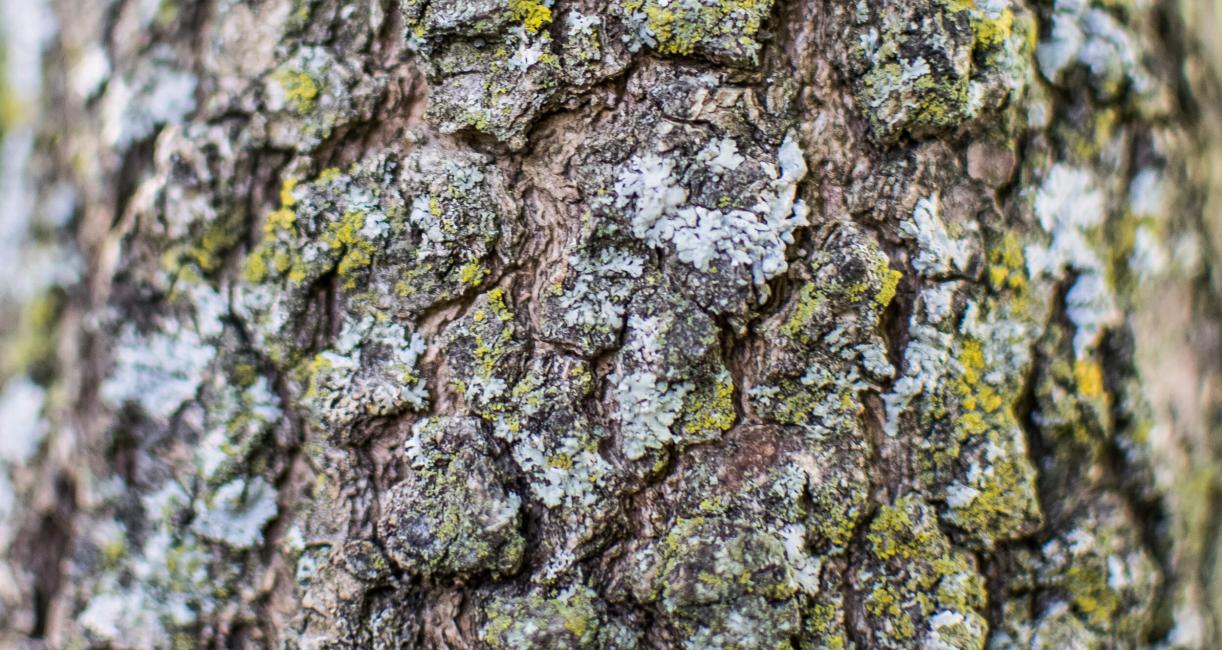 Tree bark