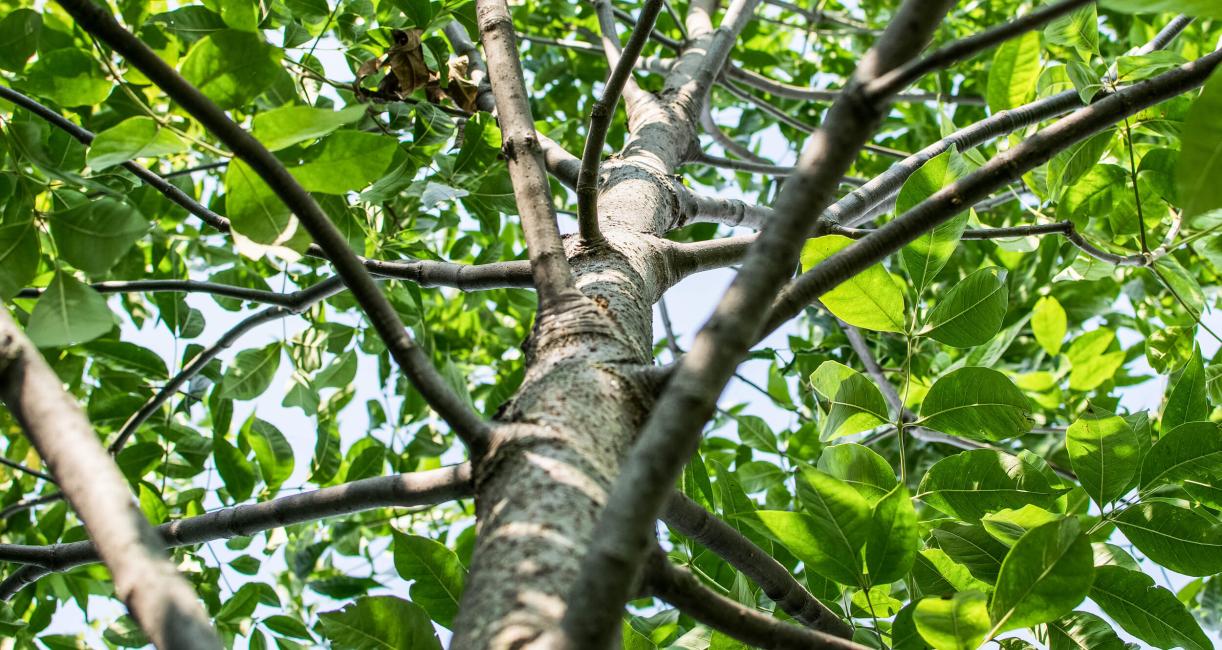 Tree bark