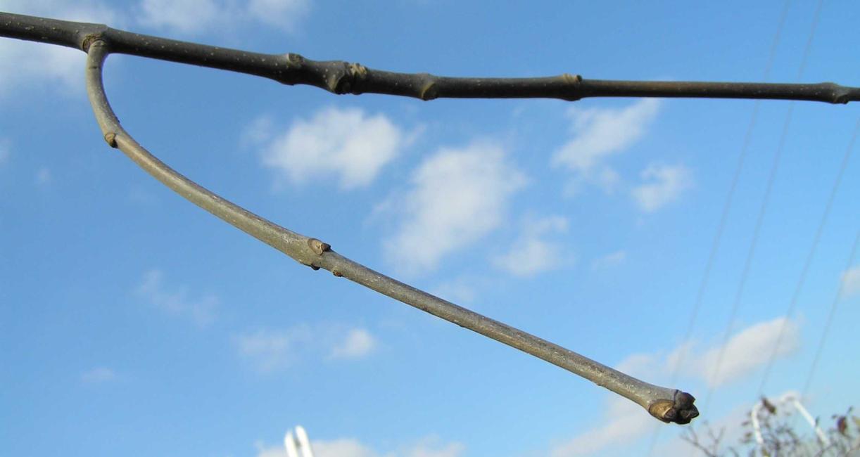 Tree branch