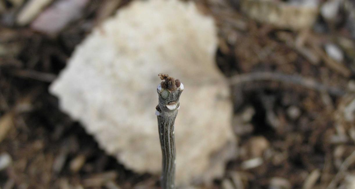 Tree bud