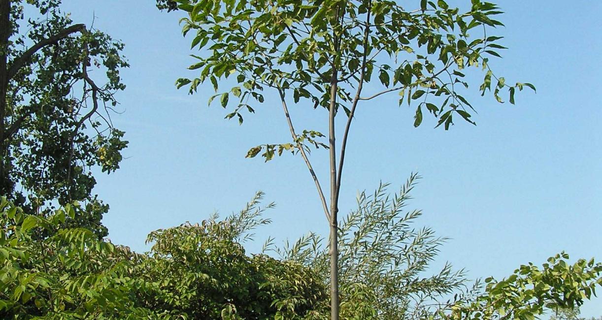 Tree habit