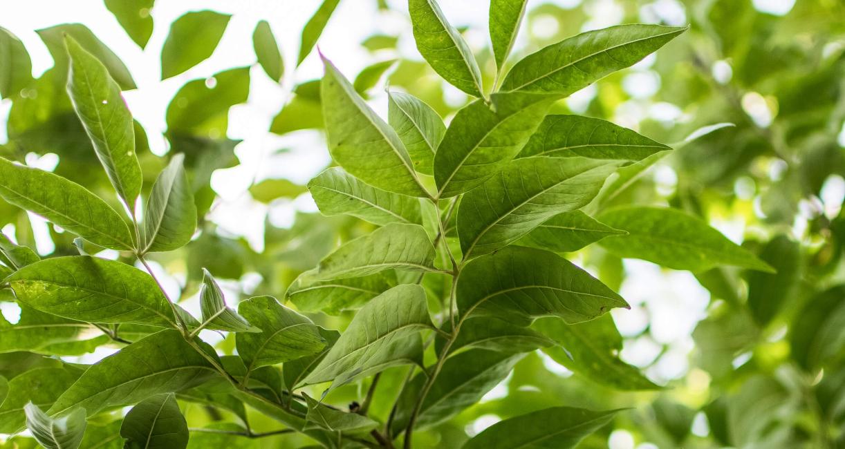 Tree leaves