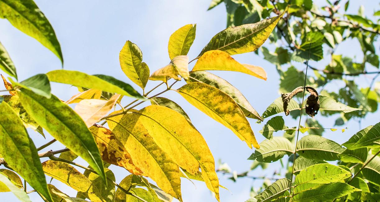Tree leaves