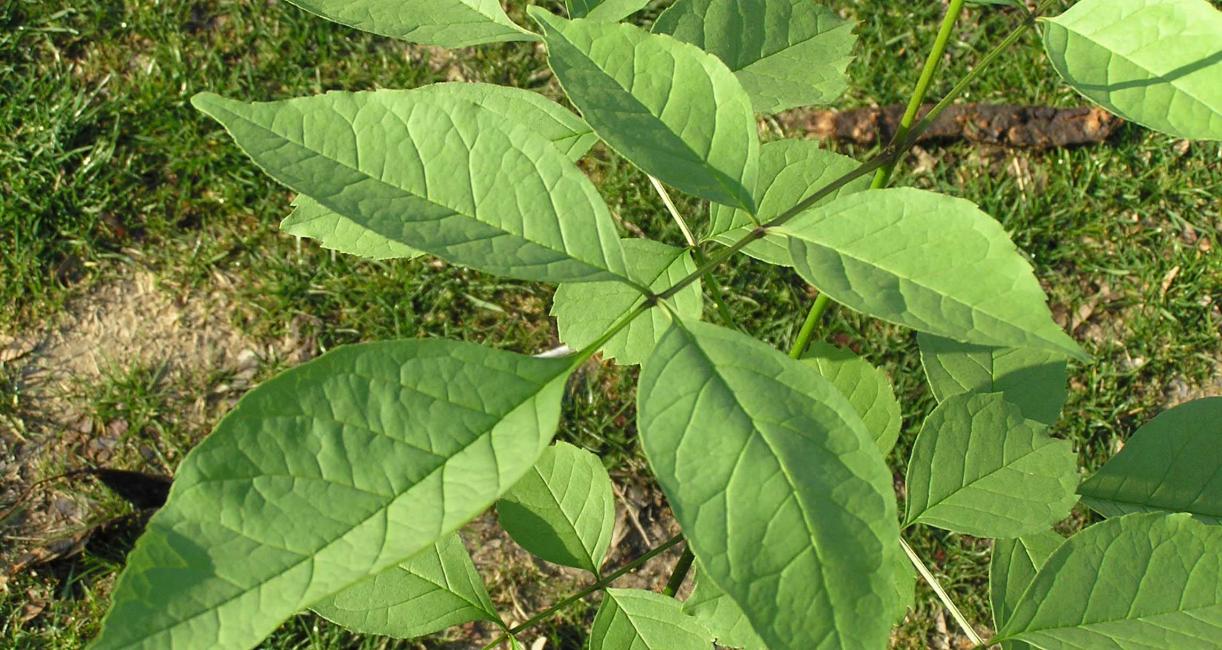 Tree leaves