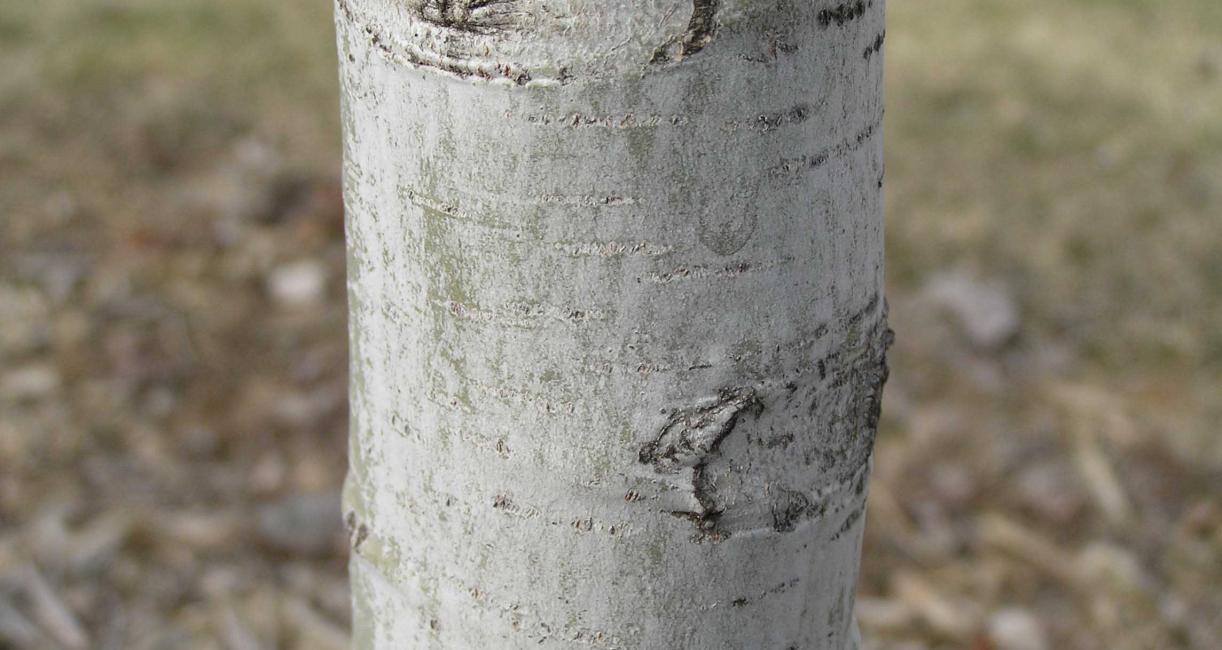 Tree bark