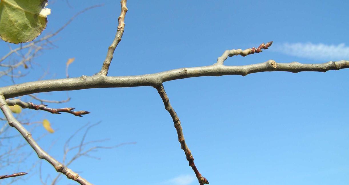 Tree branch