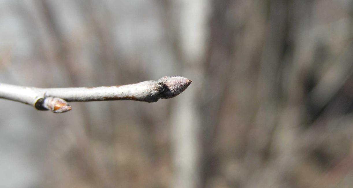 Tree bud