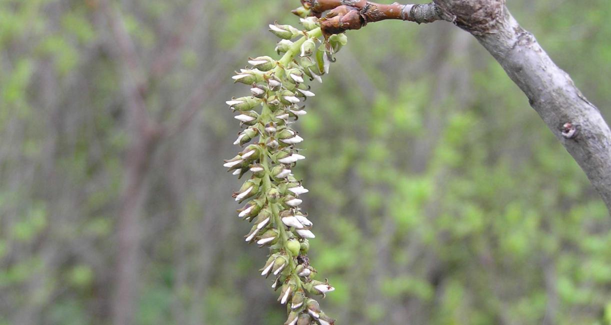 Tree flower