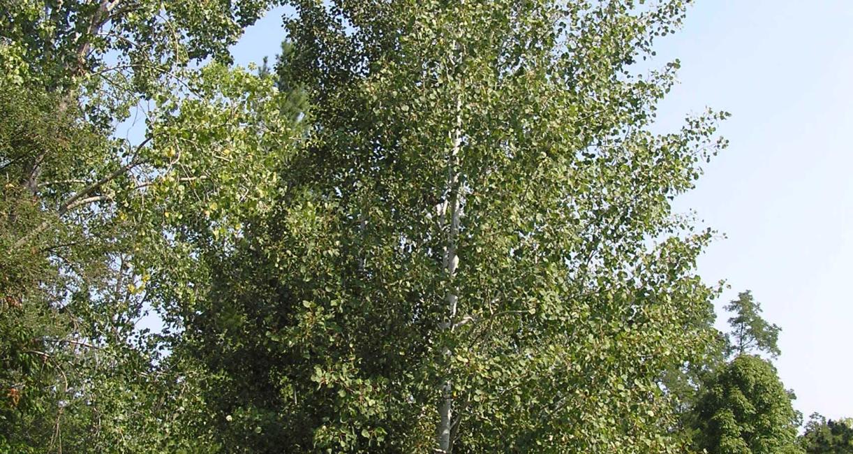 Tree habit