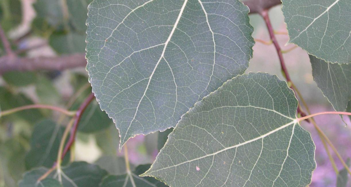 Tree leaves