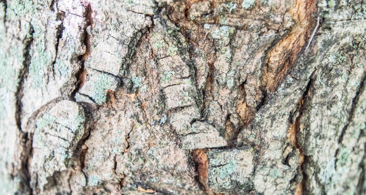 Tree bark
