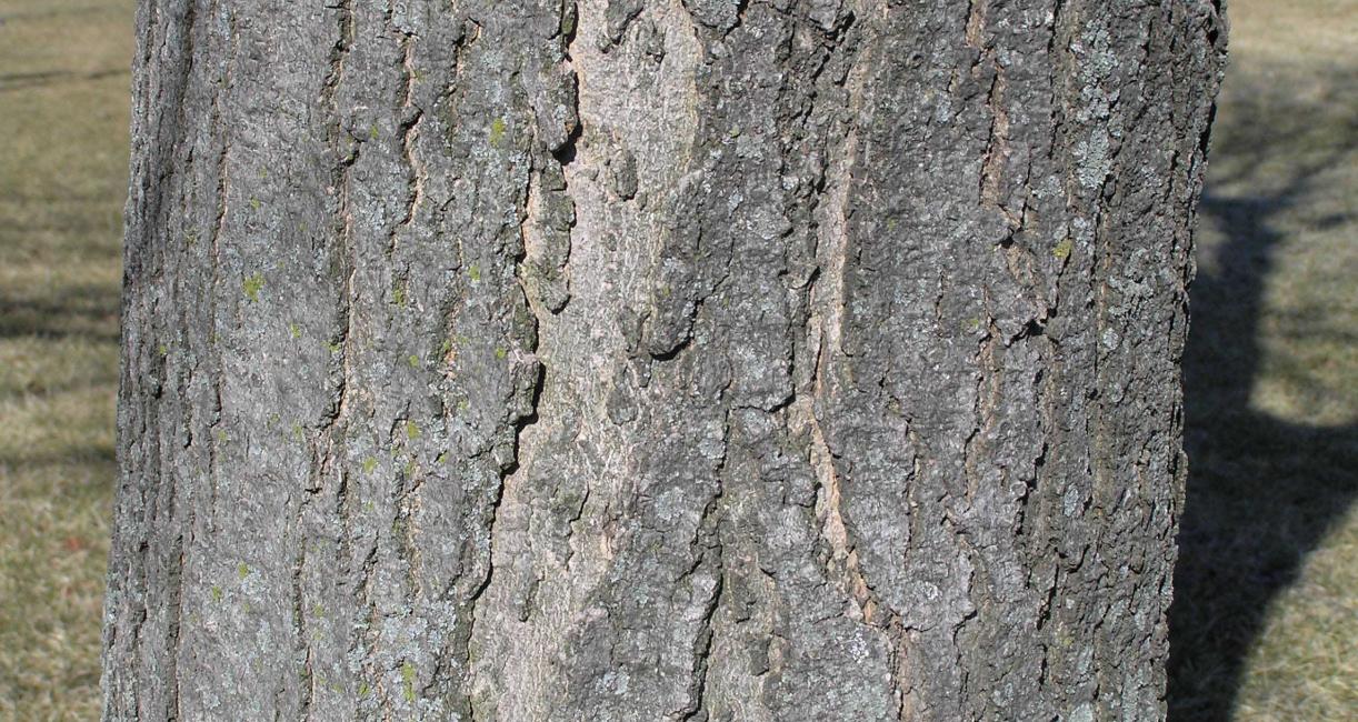 Tree bark