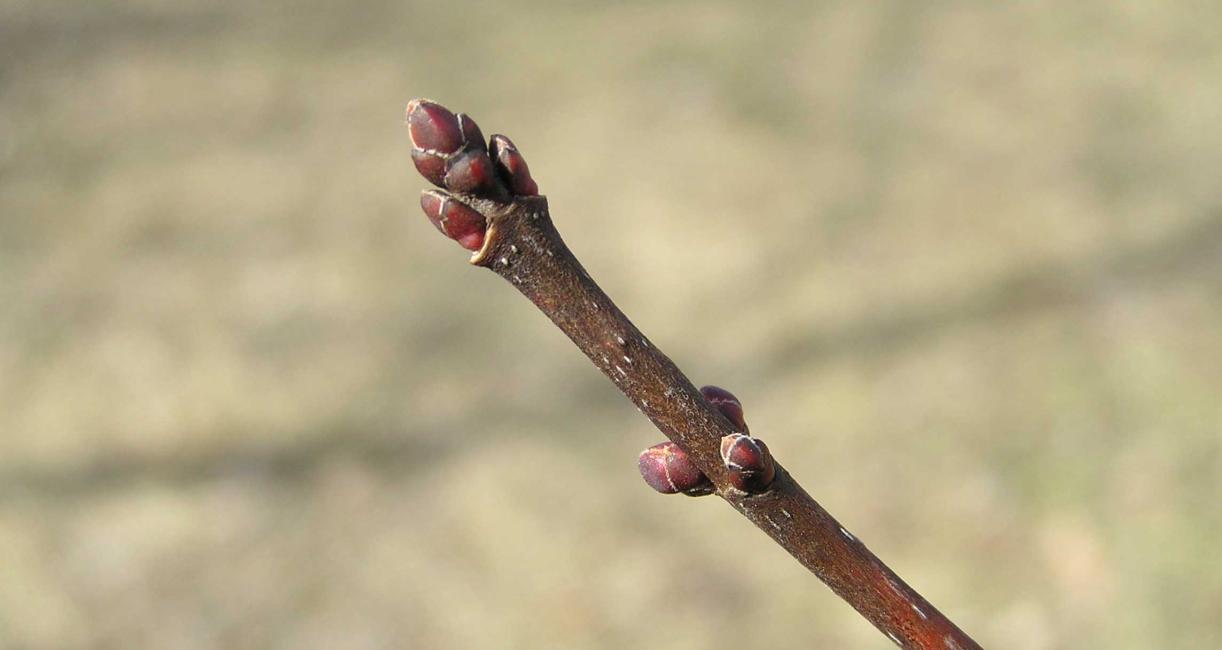 Tree bud