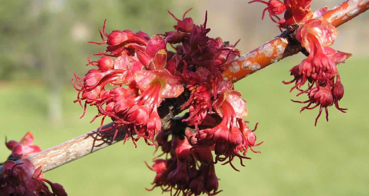 Tree flower