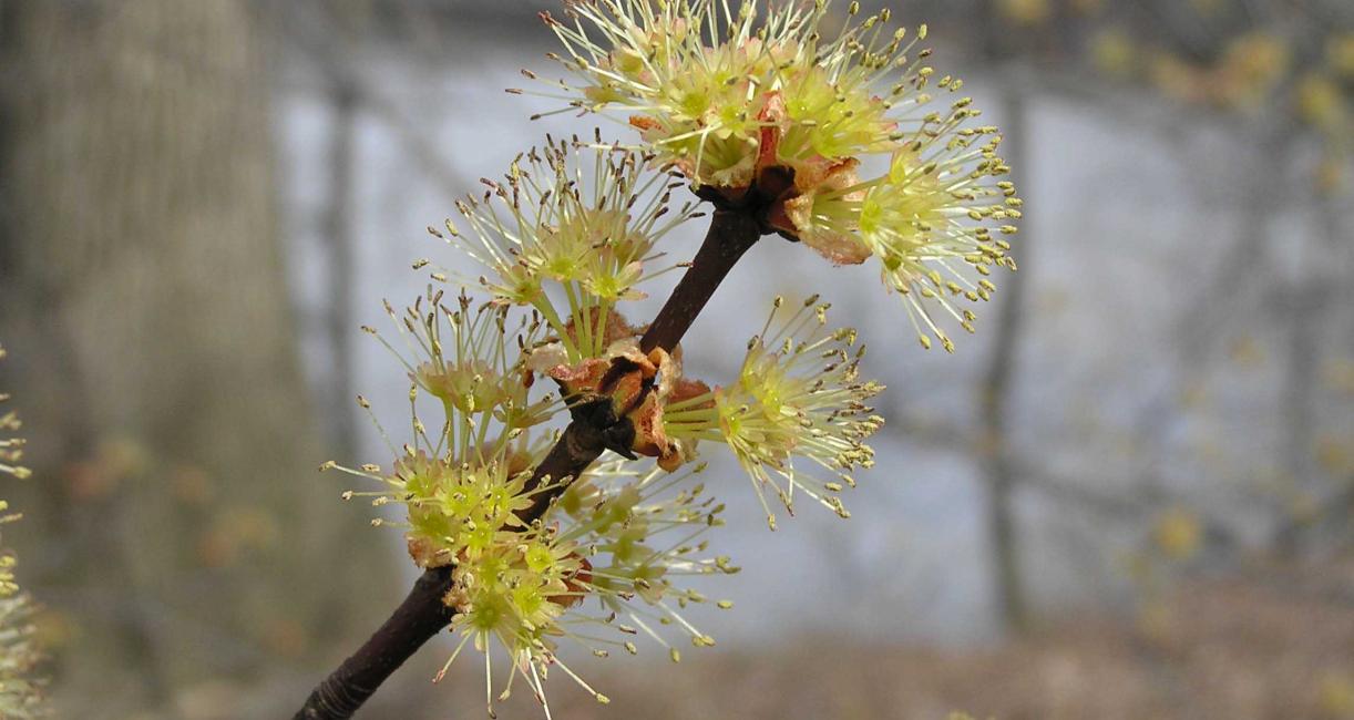 Tree flower