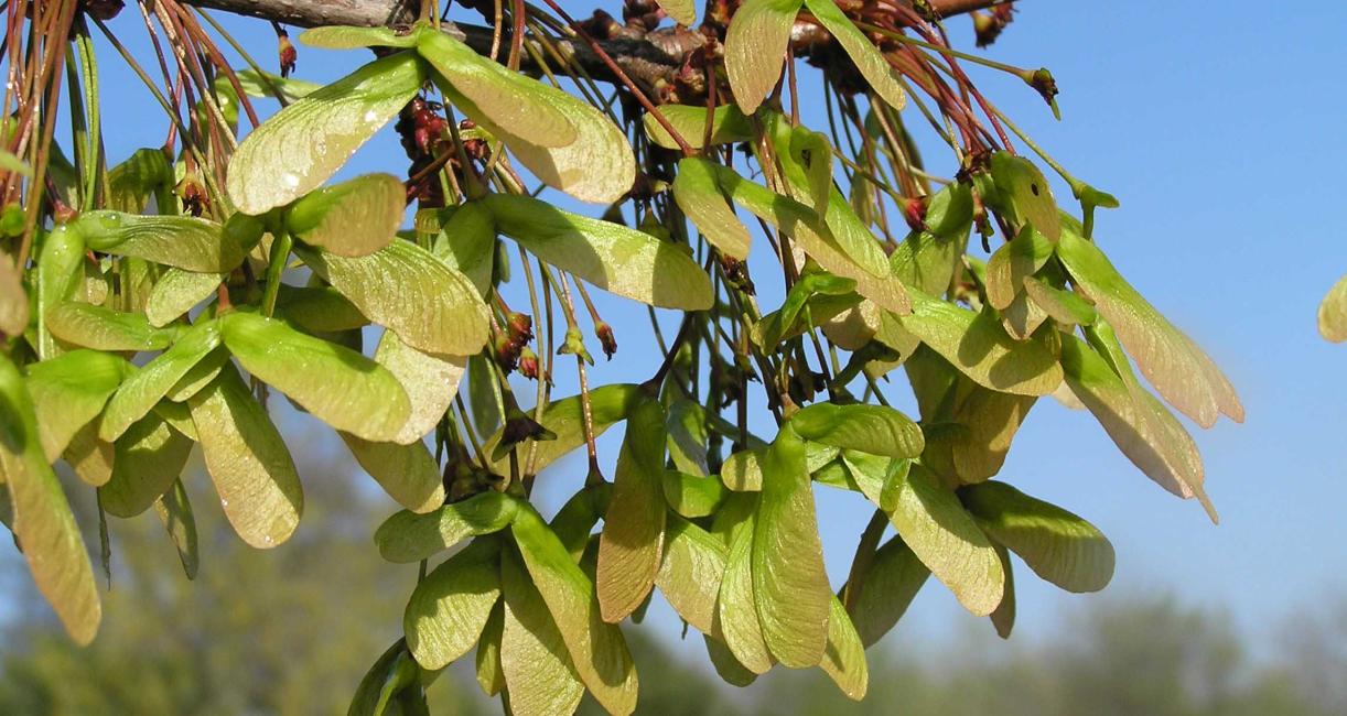 Tree fruit