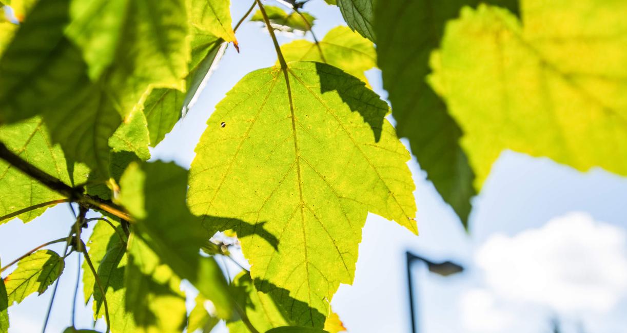 Tree leaves