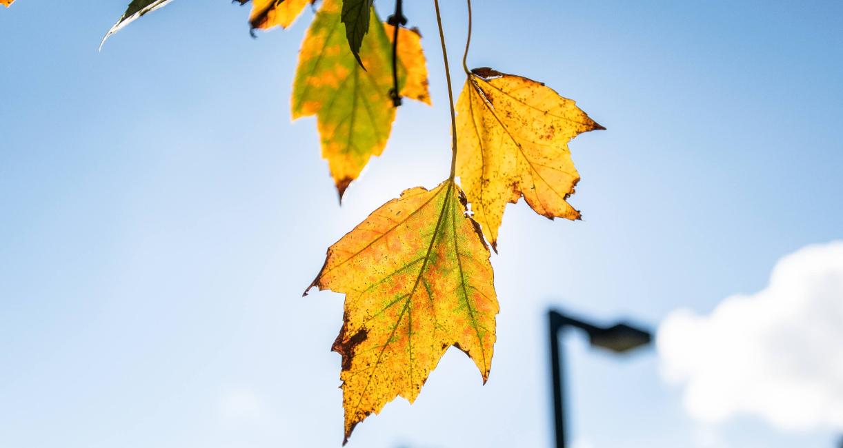 Tree leaves