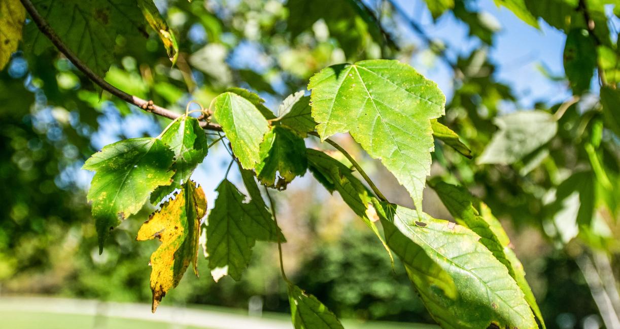 Tree leaves