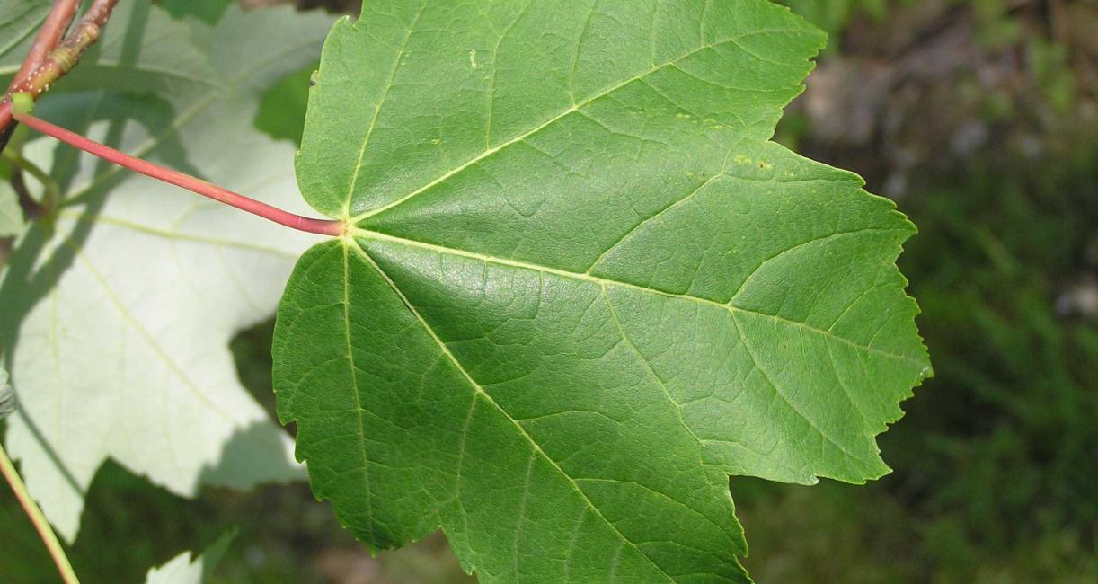 Tree leaves