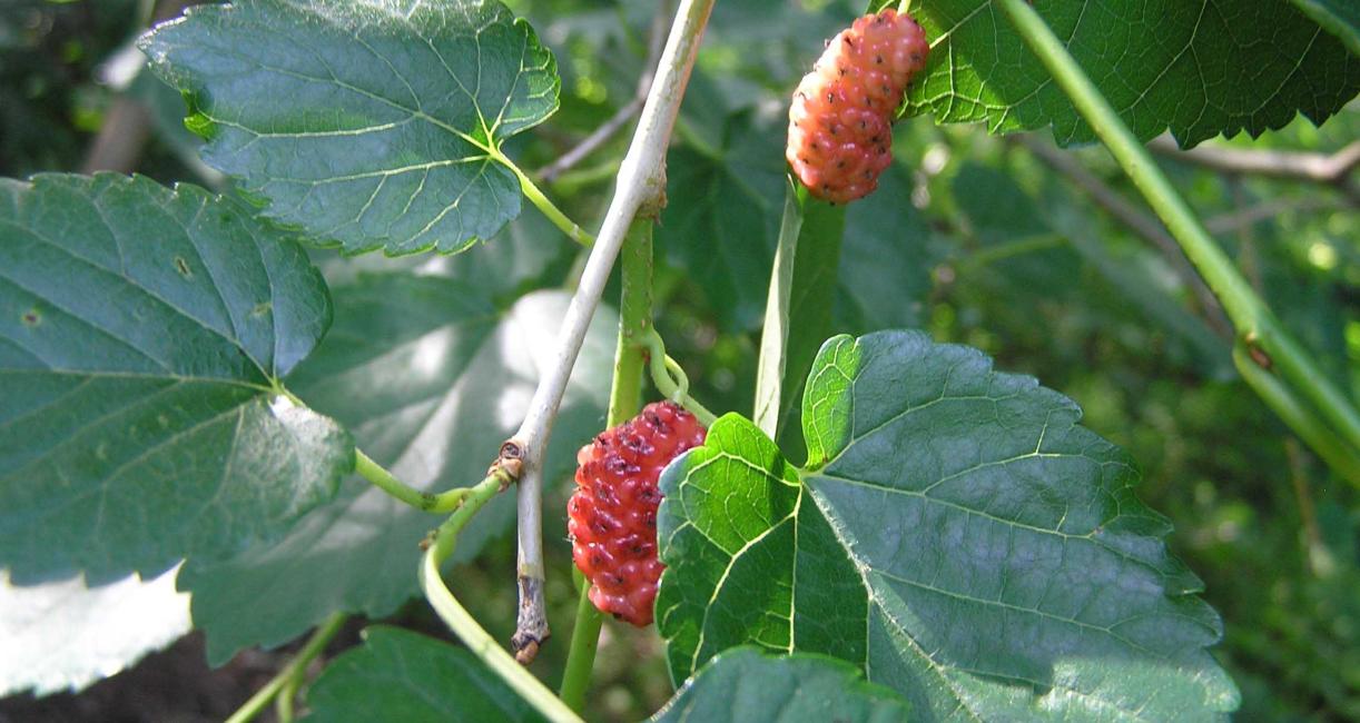 Tree fruit