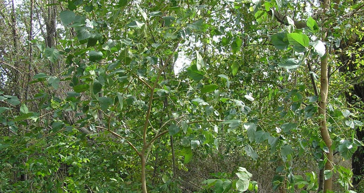 Tree habit