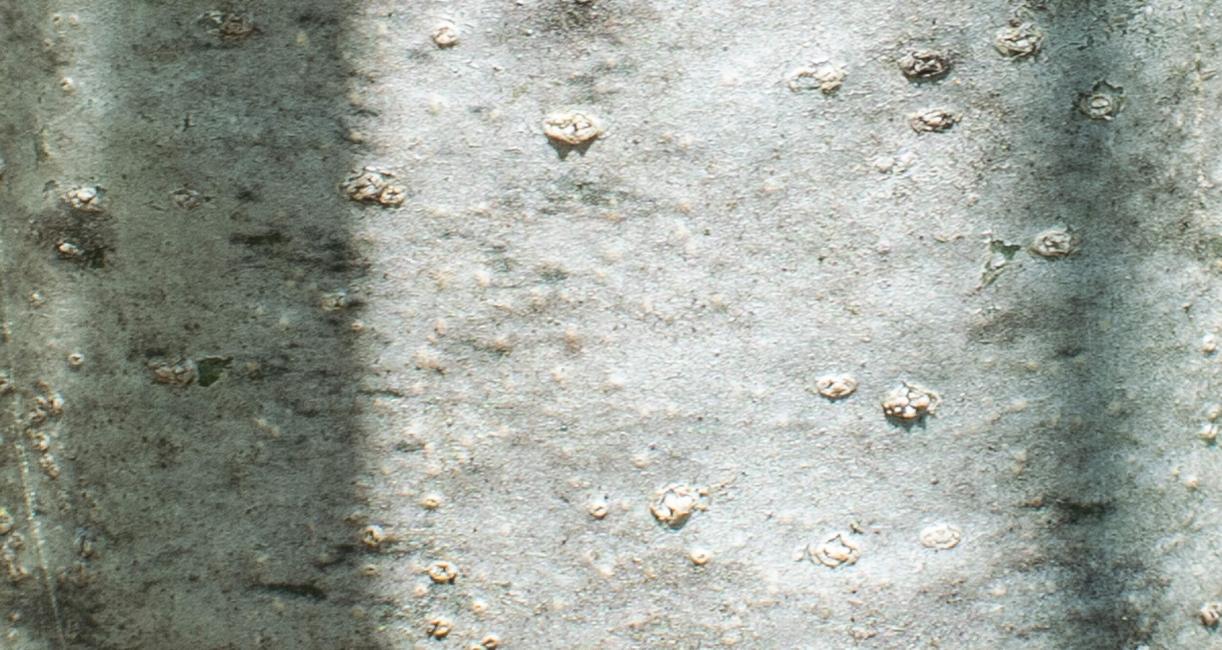 Tree bark