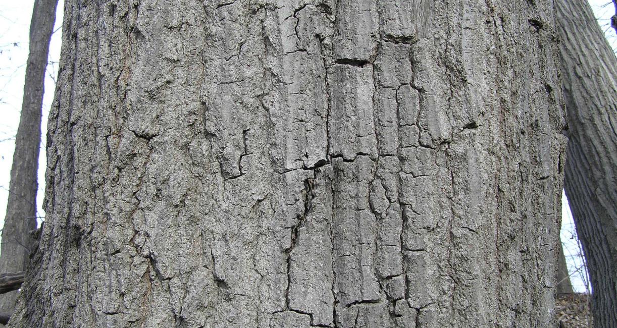 Tree bark