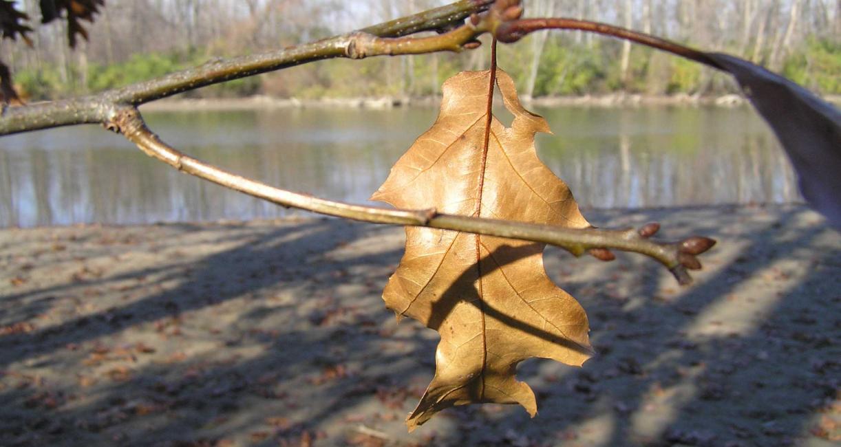 Tree branch