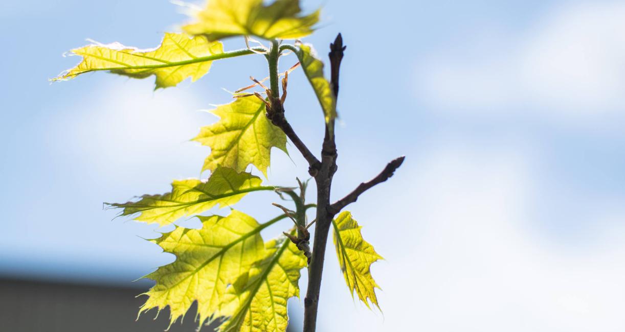 Tree bud