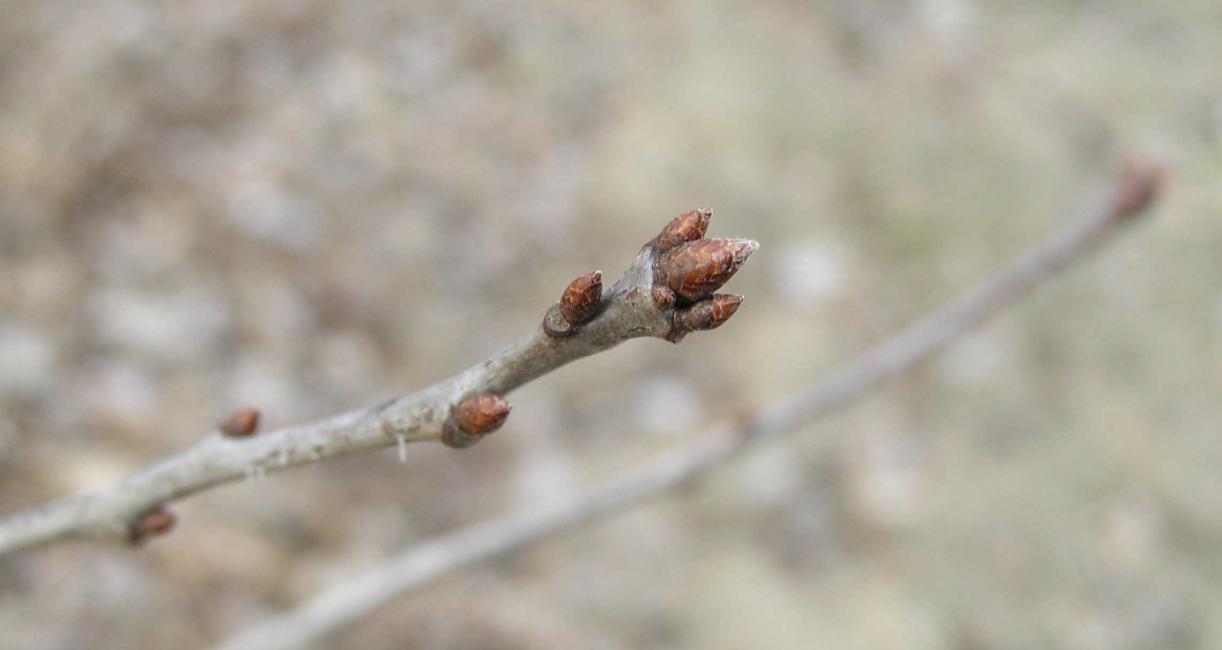Tree bud