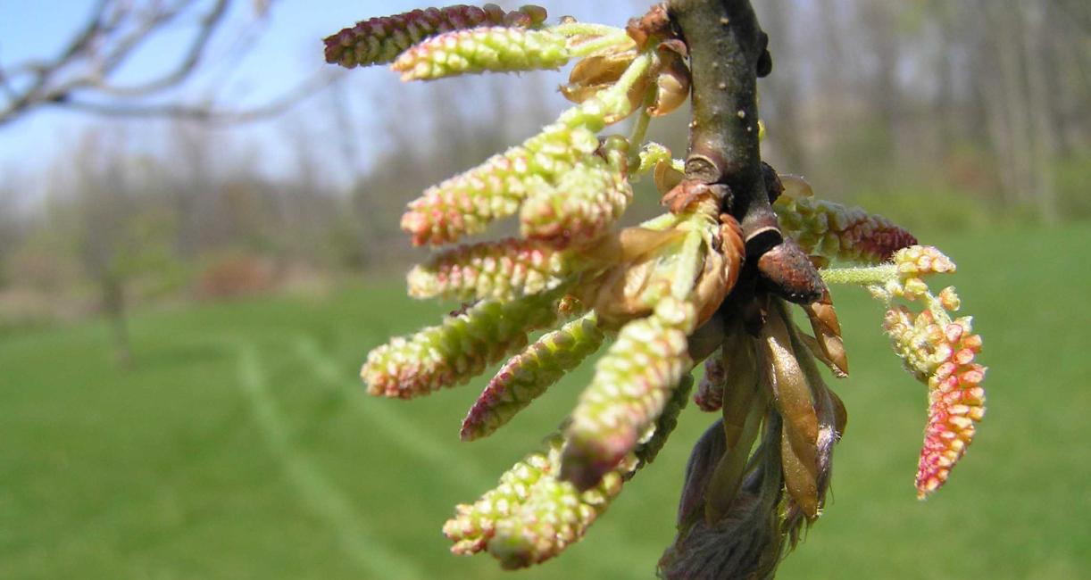 Tree flower