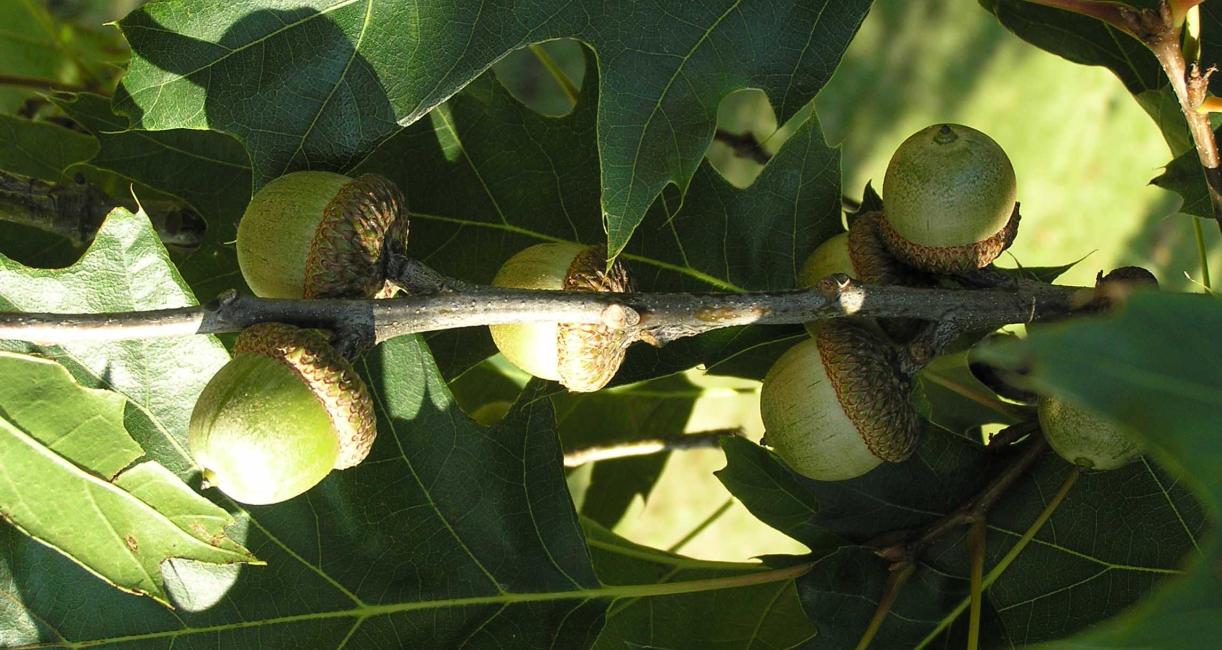 Tree fruit