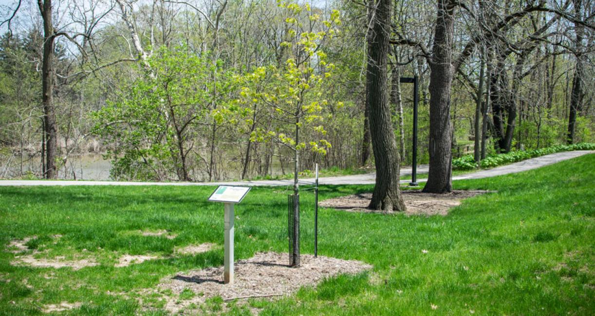 Tree habit