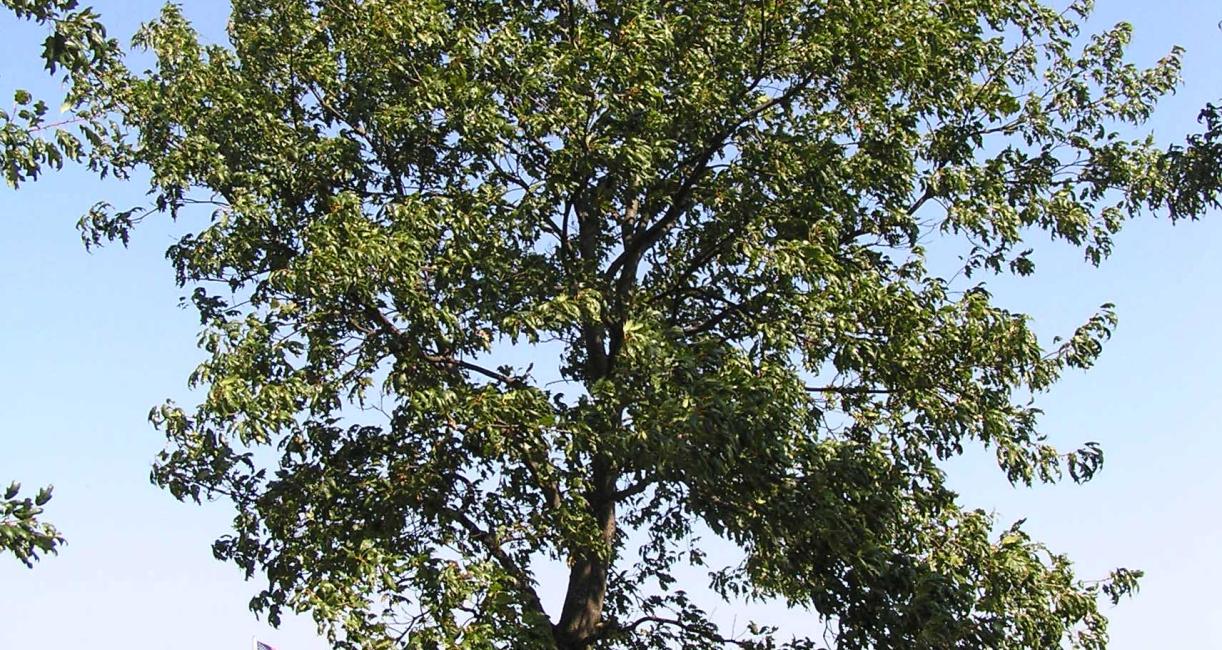 Tree habit