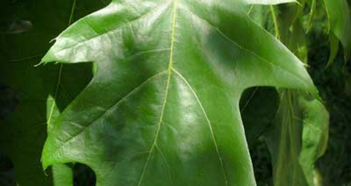 Tree leaves