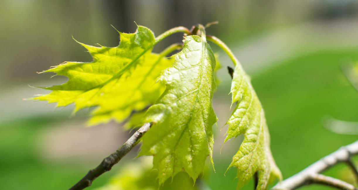 Tree leaves