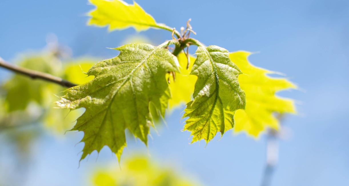 Tree leaves