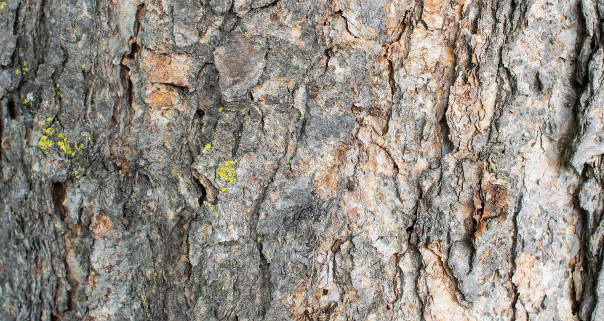 Tree bark