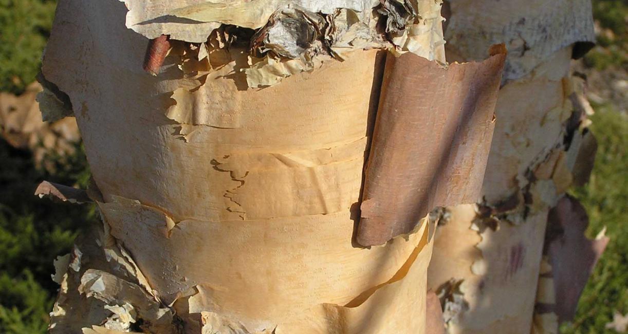 Tree bark