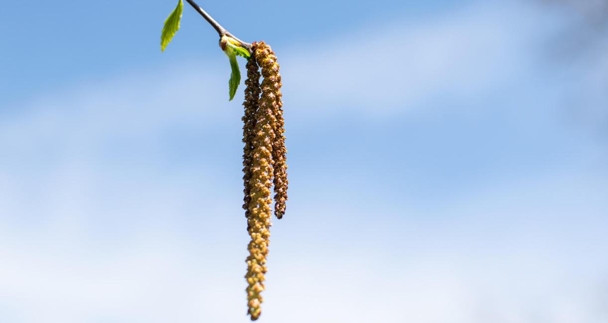 Tree bud