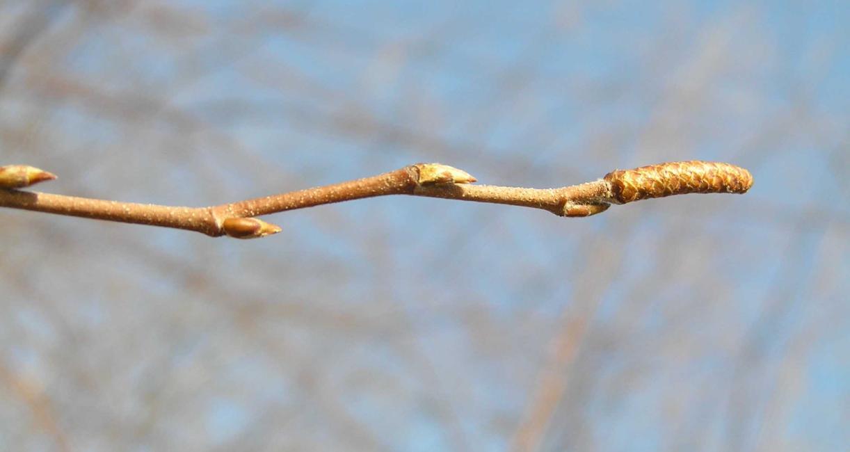 Tree bud